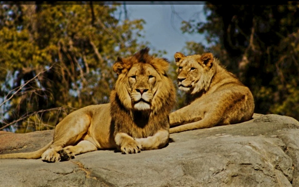 3 Days Safari Tsavo East and Amboseli from Watamu 3 Days Amboseli & Tsavo East Safari