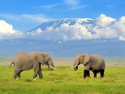 Kenya Safari Packages 2025