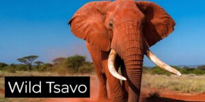 Kenya Safari and Beach Holidays All-Inclusive