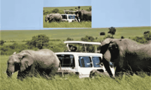 Kenya Safari Cheap 11