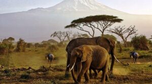 Amazing Amboseli Safari Tour – Top Wildlife Adventure 2025