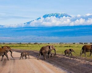 Amboselo Tours ā Guided Safari Adventures 2025