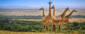 Masai Mara National Reserve is a world‑renowned safari destination offering