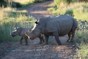 Kenya Safari Best Deals 2024