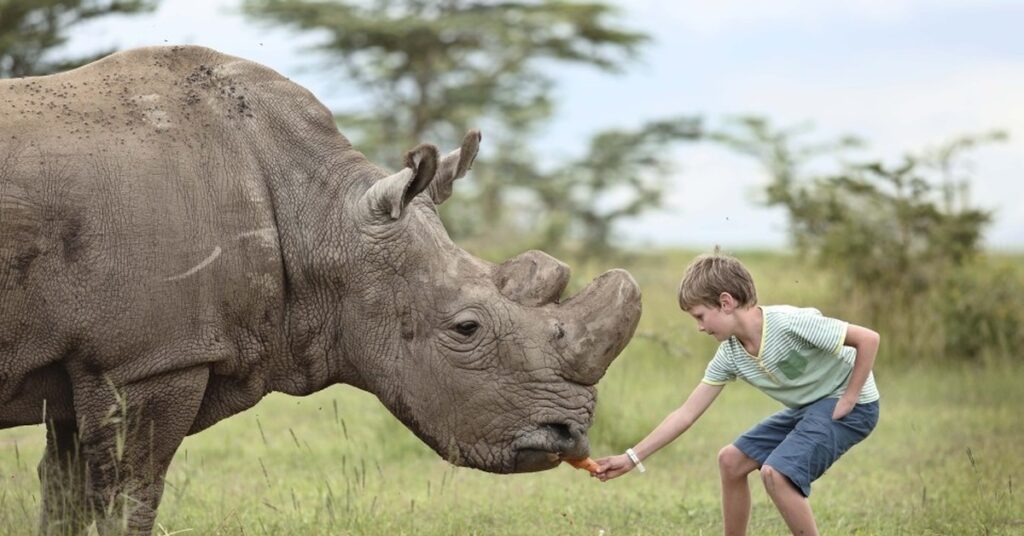 7056 Rhinos and wildlife at Ol Pejeta Conservancy during a 2-week Kenya safari itinerary, featuring Kenya’s leading conservation area