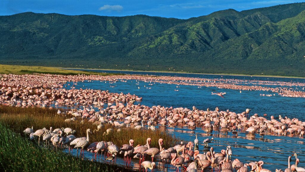 flamingos lakes great rift valley Flamingos and rhinos at Lake Nakuru National Park during a 2-week Kenya safari itinerary in the Great Rift Valley.