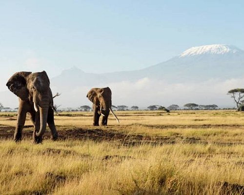 getlstd property photo Journey from Ol Pejeta Conservancy to Amboseli National Park during a 2-week Kenya safari itinerary, with views of Mount Kilimanjaro and open savannah