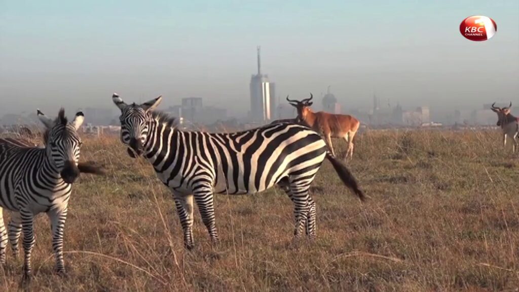 maxresdefault Nairobi: Gateway to the Wild