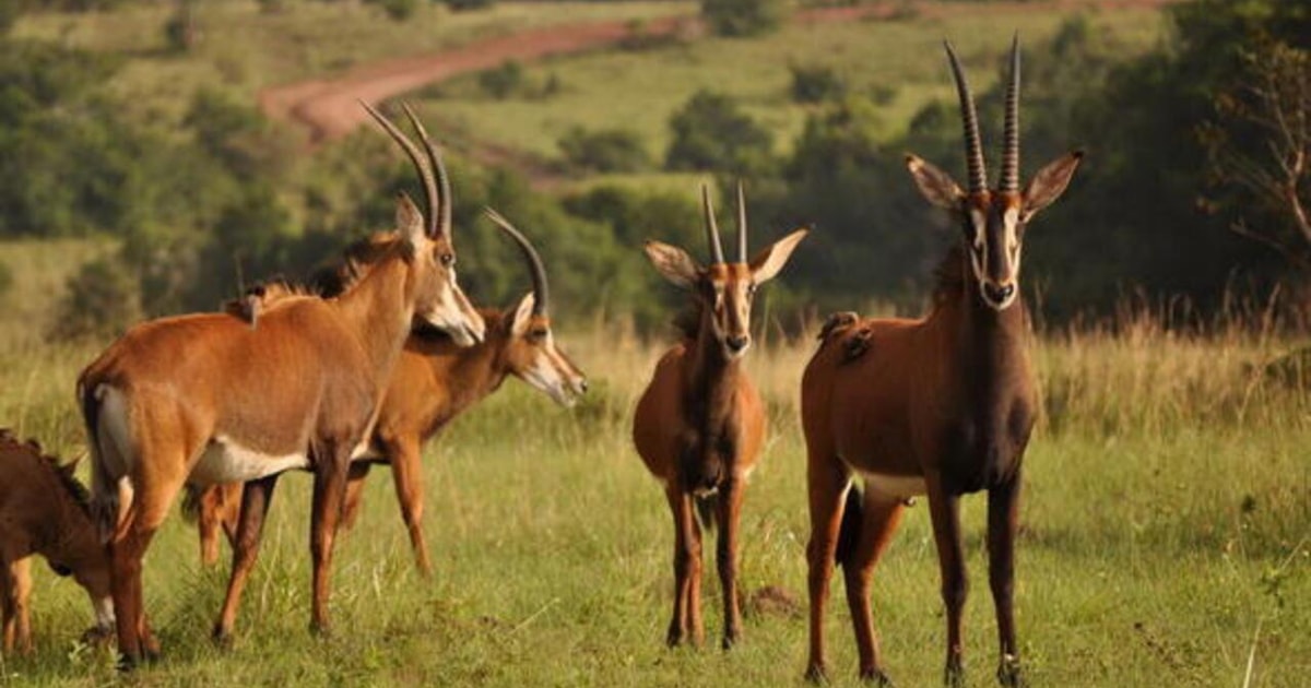148 3 Shimba Hills Day,Trip from Mombasa