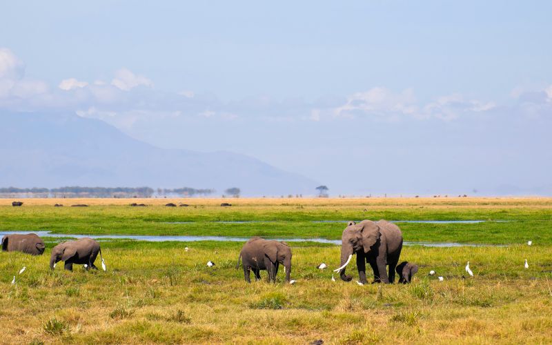 amboseli 2 Best Time for a Kenya Safari from 'Mombasa44
