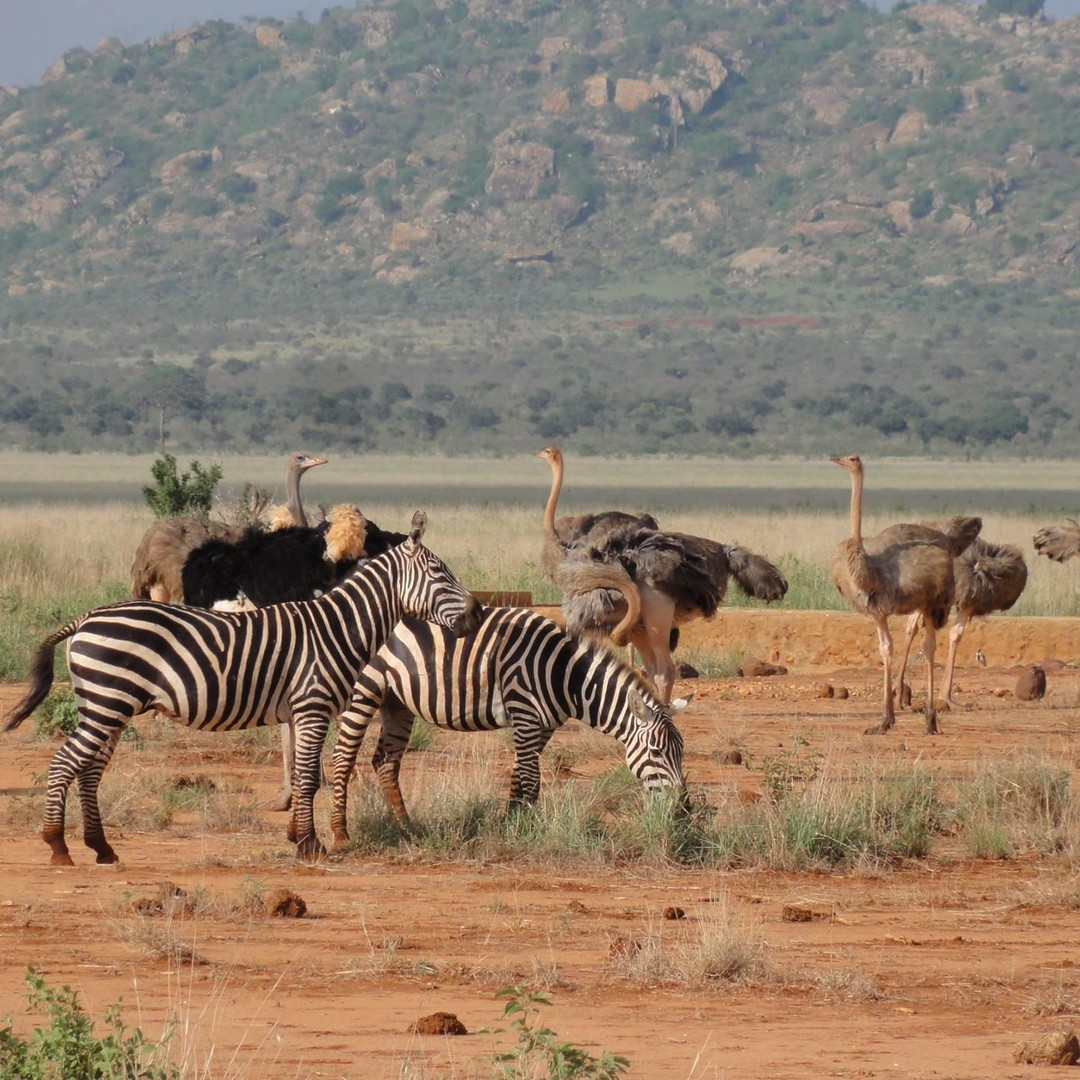 image 4 Tsavo National Park: Ultimate Kenya Safari Adventure12