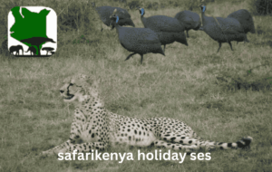 Birds Wbooking-your-bird-watching-adventure-with-safari-kenya-holidayatching in Kenya