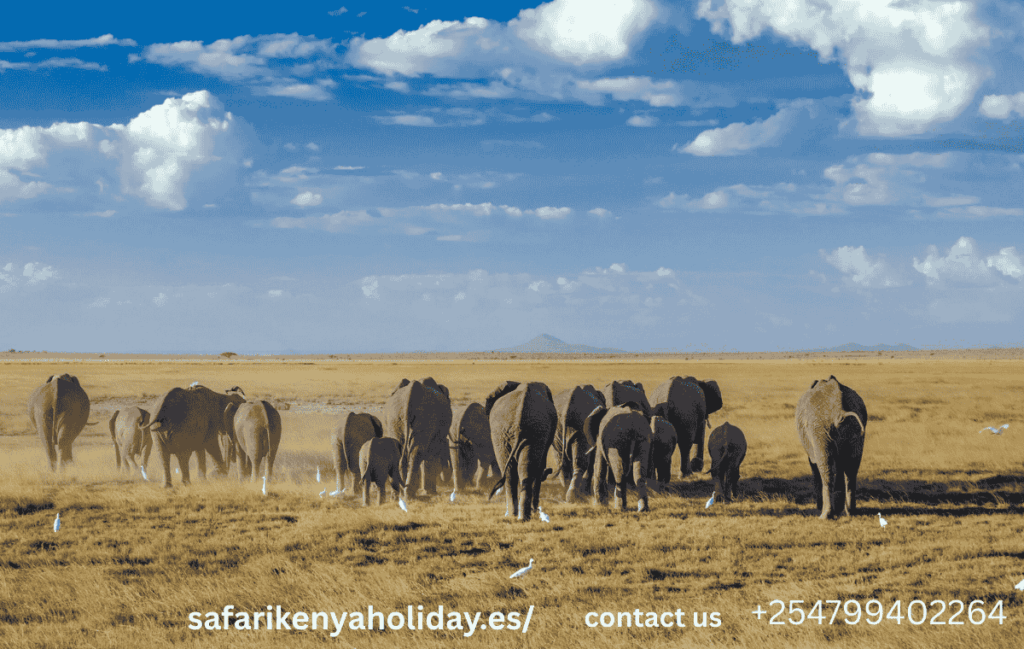 Standard Inclusions in Kenya Safari Packages Standard Inclusions in Kenya Safari Packages