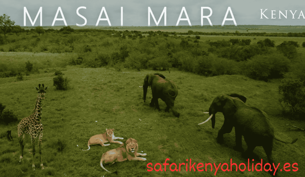 Masai Mara safari in Kenya for Italian travelers with Italian speaking guide Masai Mara safari in Kenya for Italian travelers with Italian speaking guide
