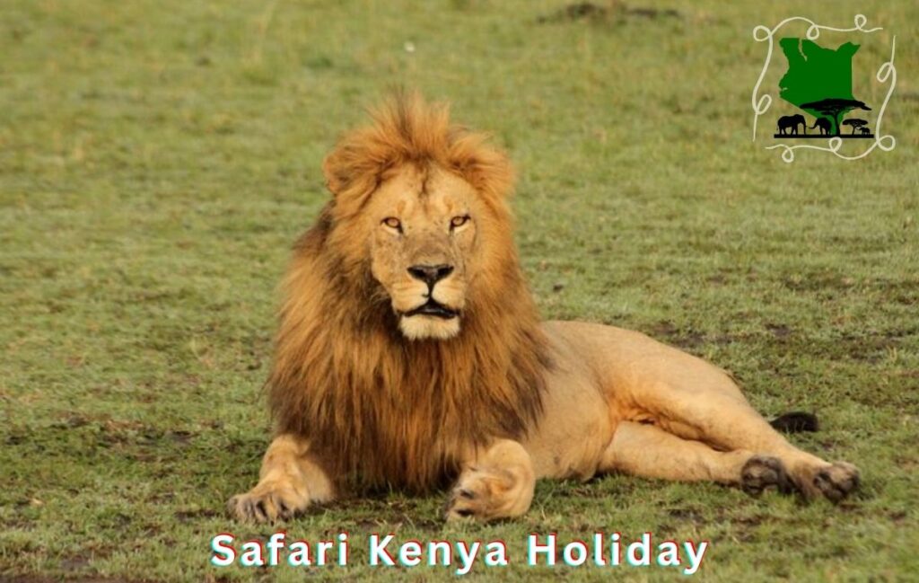 lion encounter safari in kenya by safari kenya holiday Premier Lion Safari in Kenya