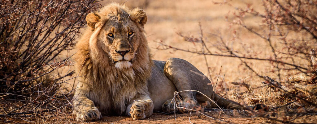 matrishva lion safari kenya matrishva lion safari kenya
