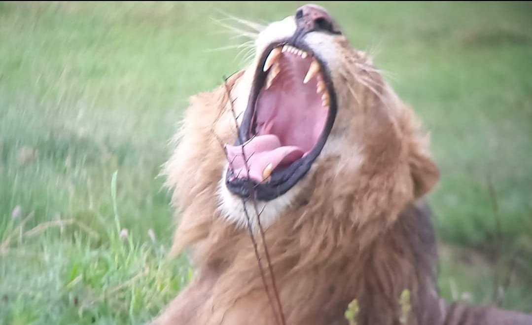 rugido tsavo Asked questions safari kenya