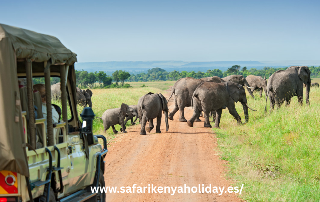 www.safarikenyaholiday.es 4 Organise Safari in Kenya 2026 | Your Perfect Guide to Amazing Adventures