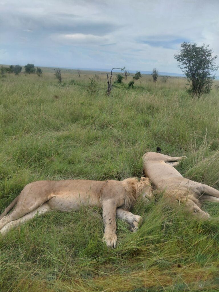 WhatsApp Image 2026 03 27 at 05.51.44 Safari Parco Masai Mara kenya best safari parco masai mara.